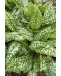 Медуниця цукрова / плямиста ‘Варієгата’|Pulmonaria saccharata ‘Variegata’|Медуница сахарная / пятнистая ‘Вариегата’